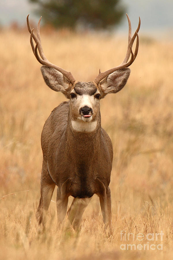 Mule Deer Buck Showing His Thoughts Photograph by Max Allen
