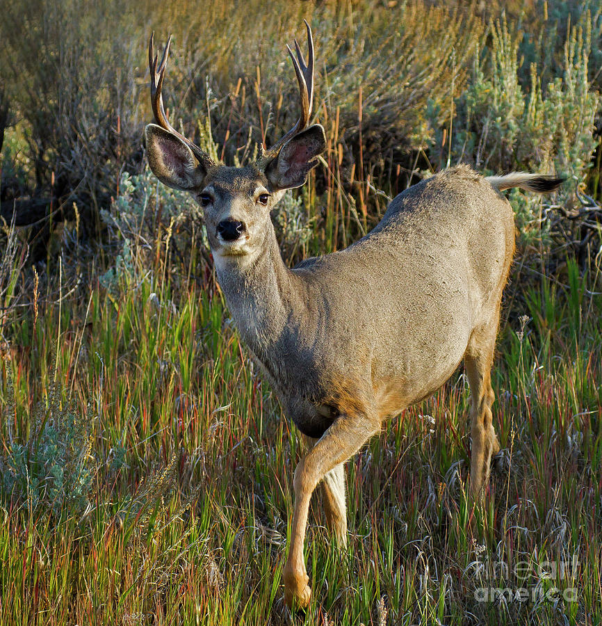 Mule Deer Buck-Sign-#8540 Photograph by J L Woody Wooden