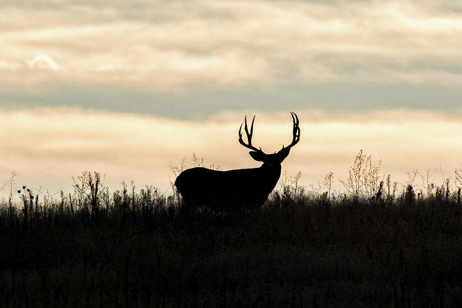 Mule Deer Buck Sunrise Silhouette Photograph by Tony Hake - Pixels