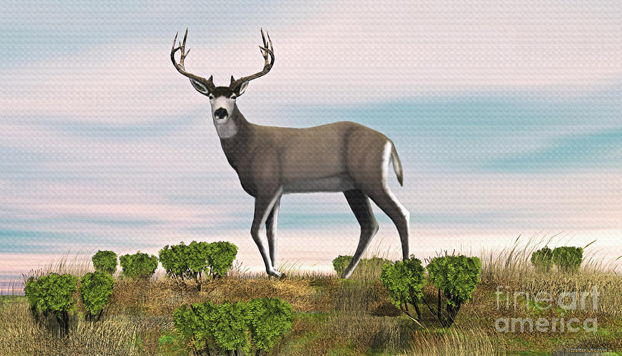 Mule Deer Buck Digital Art by Walter Colvin