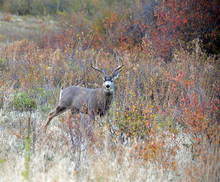 Mule Deer Buck Photograph by Whispering Peaks Photography