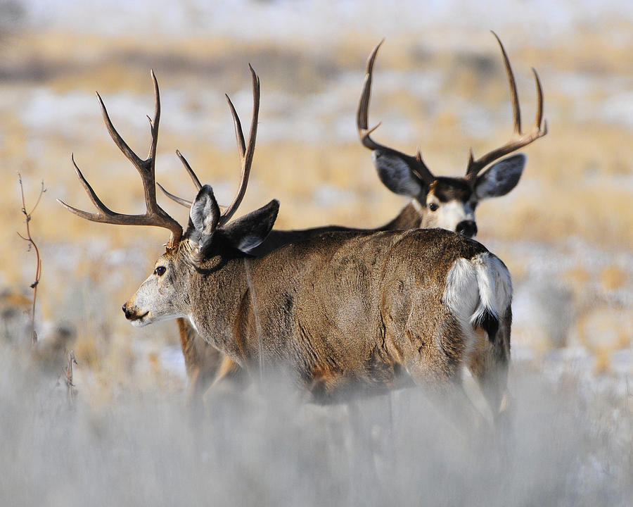 Mule Deer Bucks Photograph by Dennis Hammer - Fine Art America