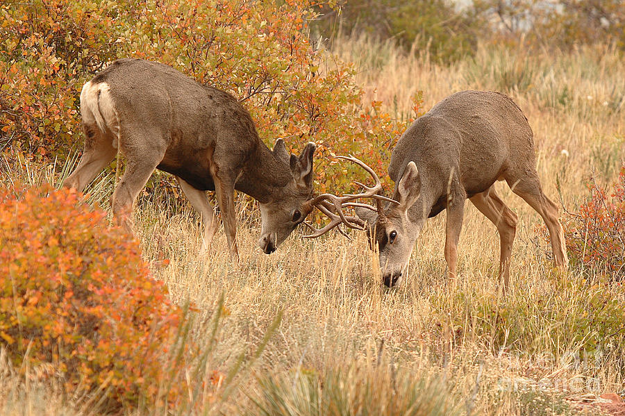 Mule Deer Bucks In Autumn Rite Of The Rut Photograph by Max Allen