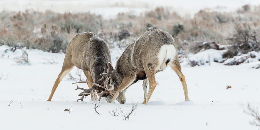 Mule Deer Bucks Sparring At Sunset Photograph by Yeates Photography