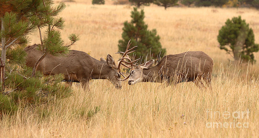 Mule Deer Bucks Sparring In Open Pine Woodlands Photograph by Max Allen