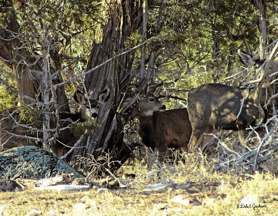 Mule Deer Camouflaged In The Shadows Photograph