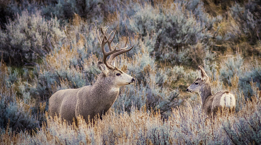Mule Deer Couple Photograph by Rikk Flohr
