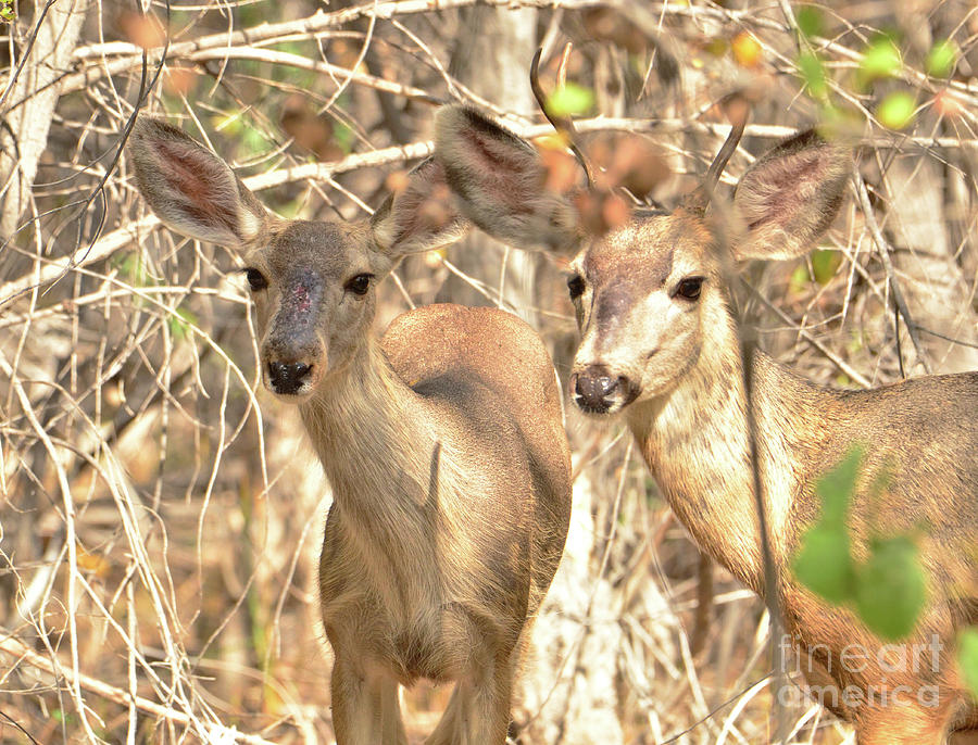 Mule Deer Photograph by Debby Pueschel