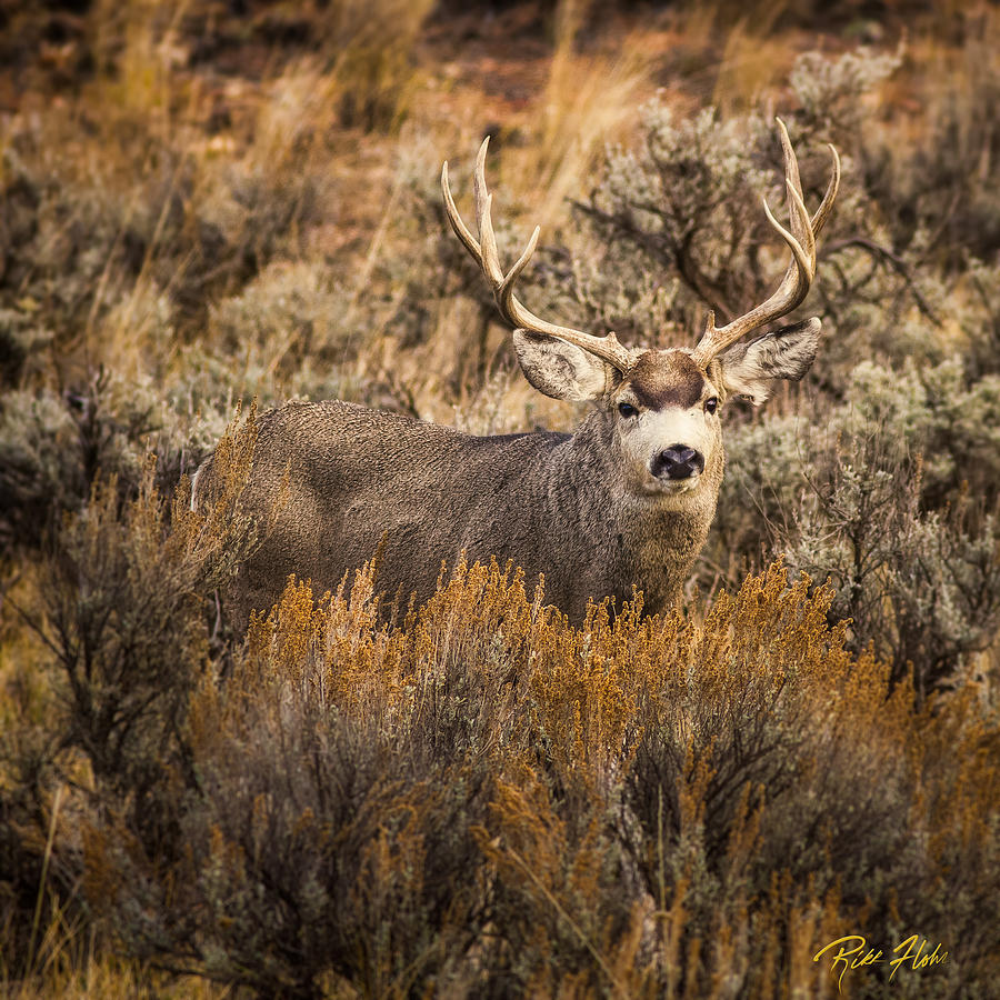 Mule Deer Deep in the Brush Photograph by Rikk Flohr