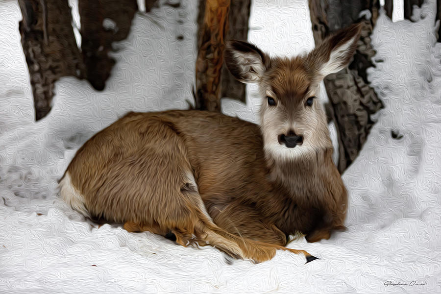 Mule Deer - Digital Oil Digital Art by Birdly Canada