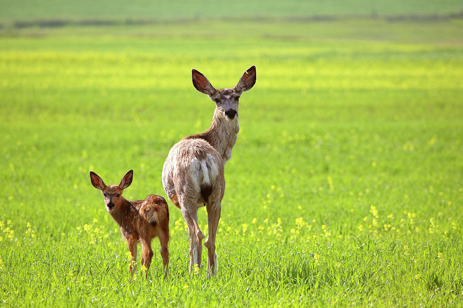 Mule Deer doe and fawn looking back over their shoulders Digital