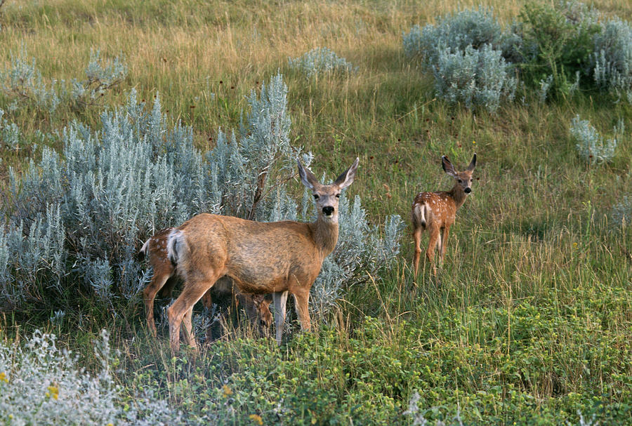 Mule Deer Doe and Fawns Photograph by Ken Maher - Fine Art America