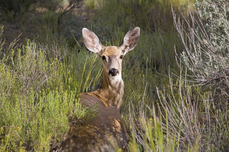 Mule Deer Doe Photograph by Buddy Mays - Fine Art America