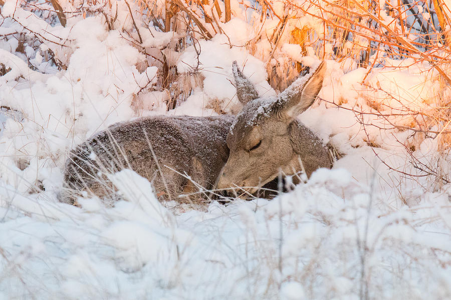 Mule Deer Doe Curls Up in the Snow Photograph by Tony Hake
