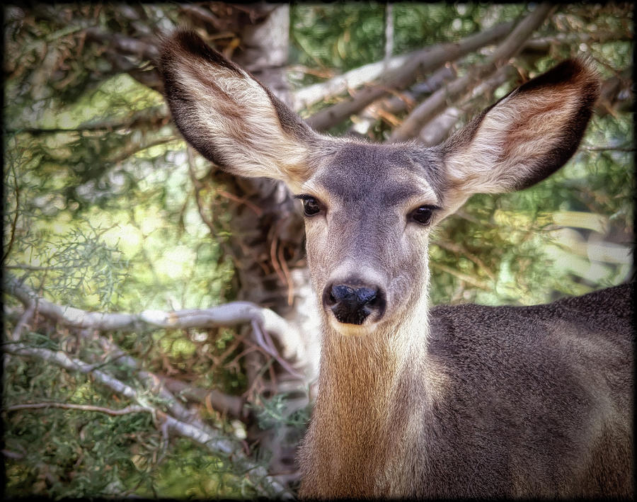 Mule Deer Doe Photograph by Elaine Malott