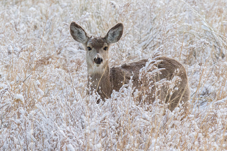 Mule Deer Doe in Fresh Snow Photograph by Tony Hake