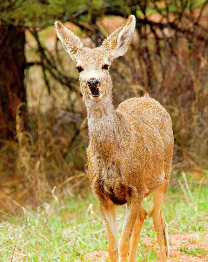 Mule Deer Doe In The Colorado Springtime Photograph