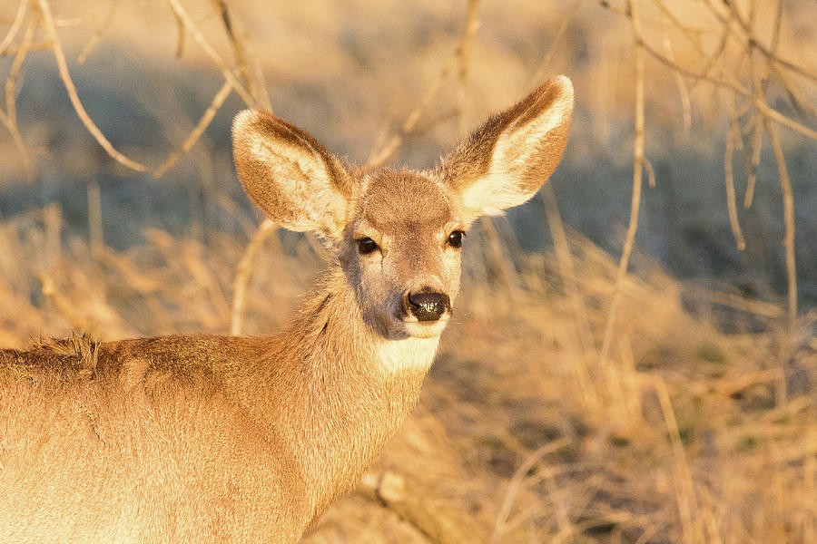 Mule Deer Doe in the Golden Light of Sunrise Photograph by Tony Hake