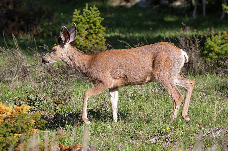 Mule Deer Doe Photograph by Todd Klassy