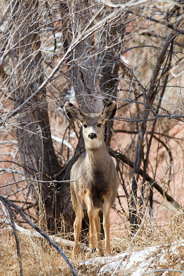Mule Deer Does In Red Rock Canyon Photograph
