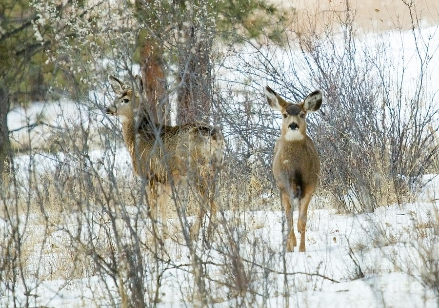 Mule Deer Does in Snow Photograph by Steven Krull