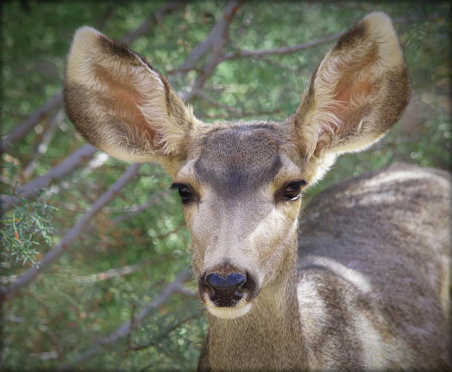 Mule Deer Photograph by Elaine Malott