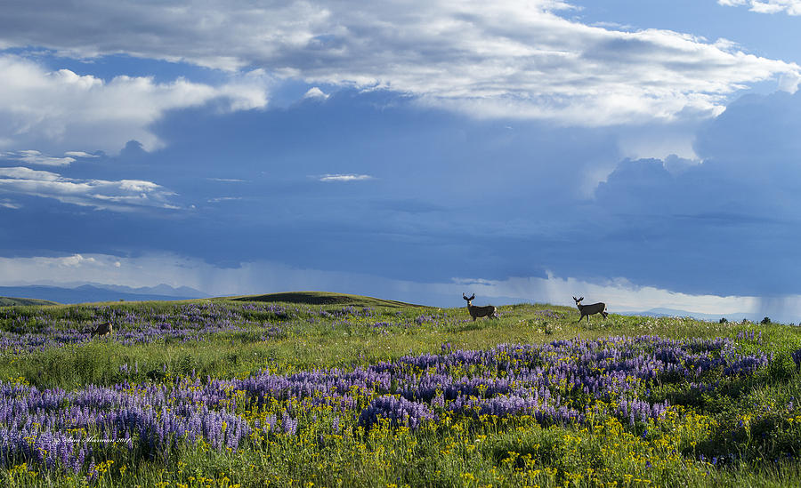 Mule Deer Enjoying a Wyoming Spring Photograph by Sam Sherman