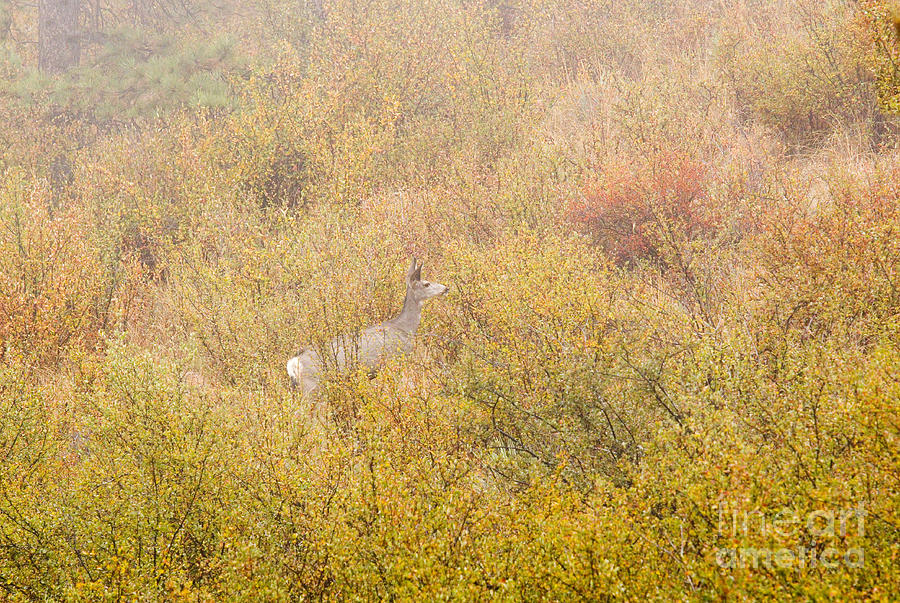 Mule Deer, Fog and Autumn in the Pike National Forest Photograph by Steven Krull
