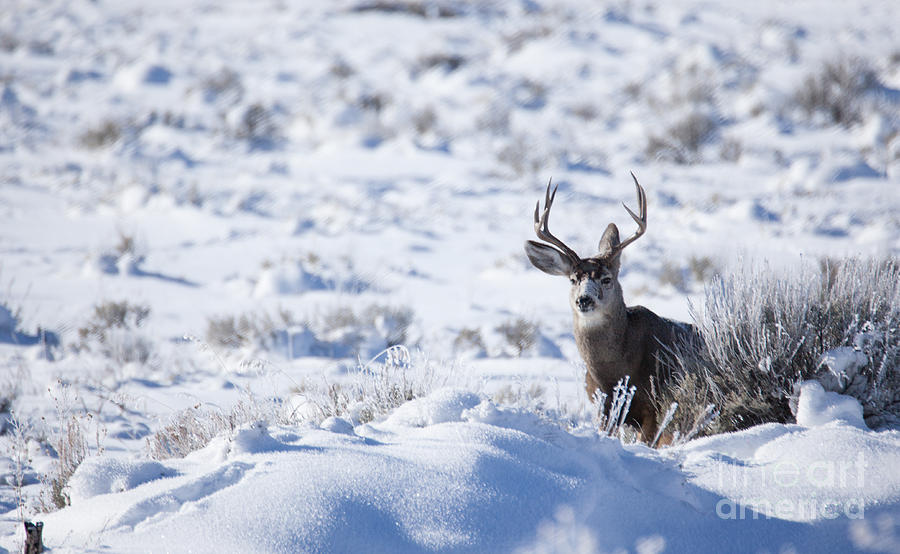 Mule Deer - Grand Teton National Park Photograph by Bret Barton
