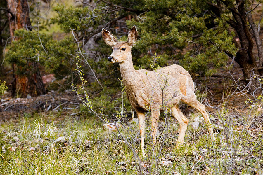 Mule Deer Herd In The Pike National Forest Photograph