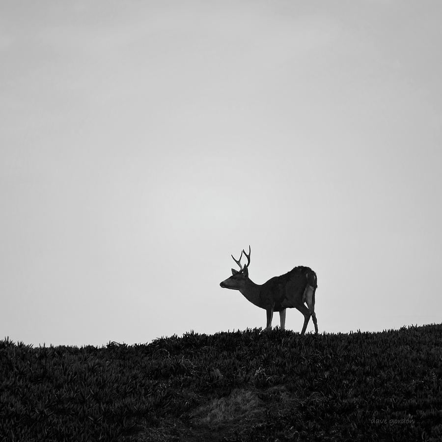 Deer Photograph - Mule Deer I BW SQ by David Gordon