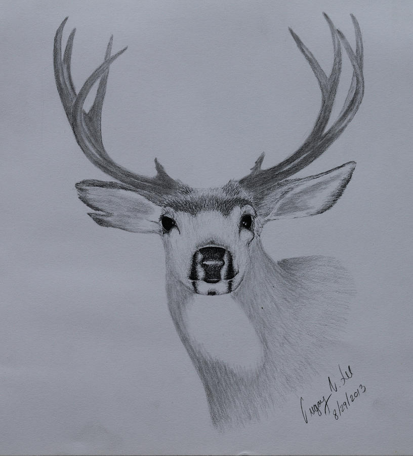 Mule Deer III Drawing by Gregory Lee