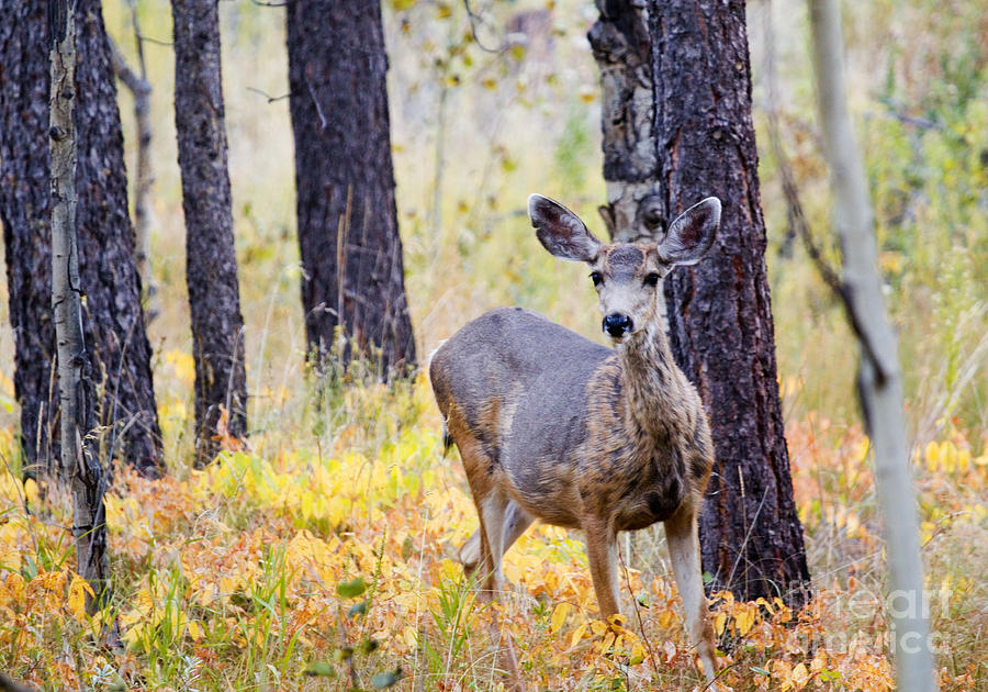 Mule Deer In Autumn Color In The Pike National Forest Photograph