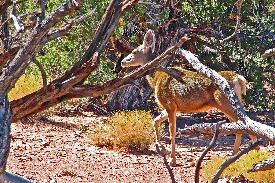 Mule Deer in Dead Horse Point State Park, Utah Photograph by Ruth Hager