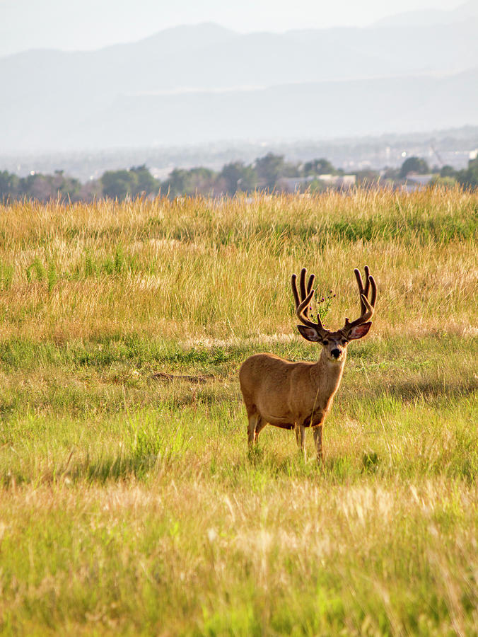 Deer Photograph - Mule Deer in Denver by Kevin Deal