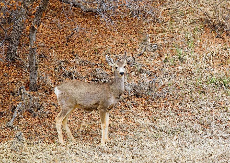 Mule Deer In Forest Clearing Photograph