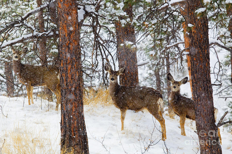 Mule Deer In Heavy Snow In The Pike National Forest Photograph