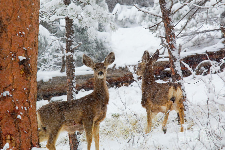 Mule Deer in Heavy Snowfall Photograph by Steven Krull