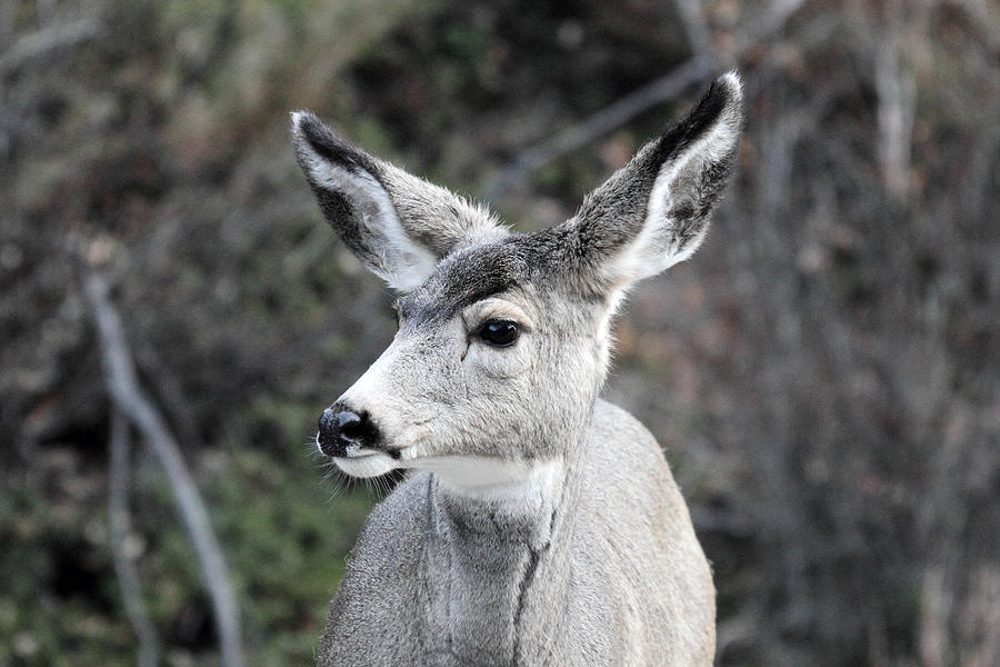 Mule deer in Jasper National Park Photograph by Pierre Leclerc Photography