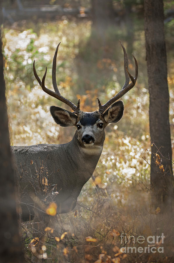 Deer Photograph - Mule deer in Mist by Wildlife Fine Art