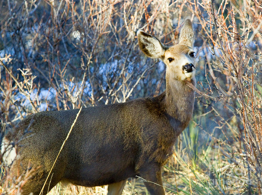 Mule Deer In Pike National Forest And Snow Photograph