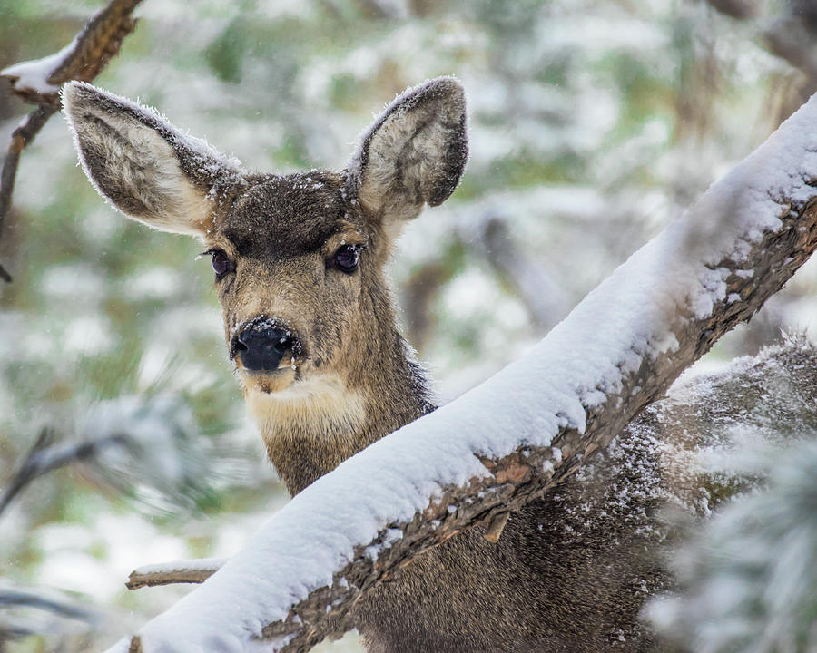 Mule Deer in Snow 1 Photograph by Dawn Key