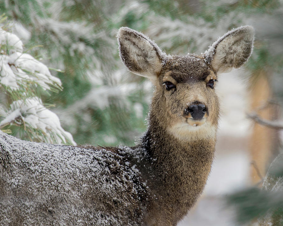 Mule Deer in Snow 2 Photograph by Dawn Key