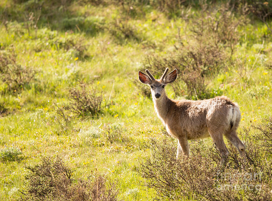 Wildlife Photograph - Mule Deer in Spring by Natural Focal Point Photography