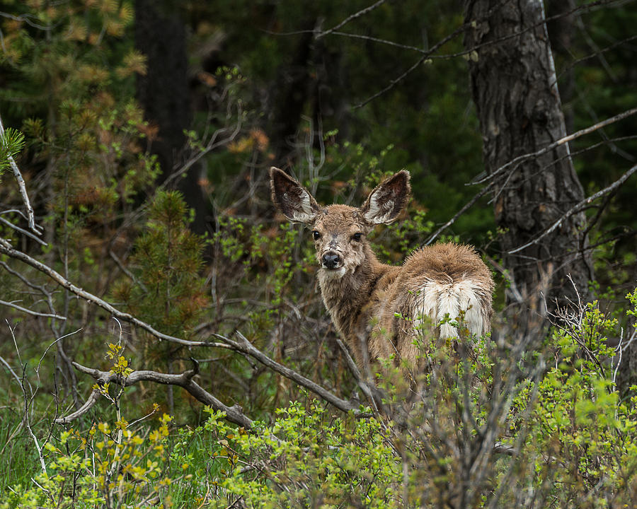 Mule Deer In Spring Photograph by Yeates Photography