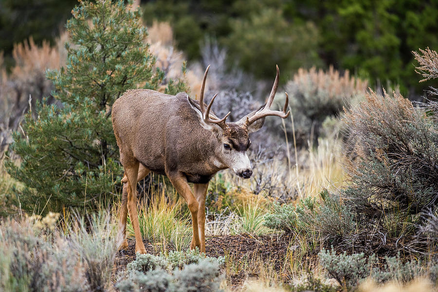 Mule Deer In the Brush Photograph by Paul Freidlund