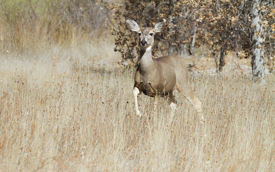 Mule Deer in the environment  Photograph by Ruth Jolly