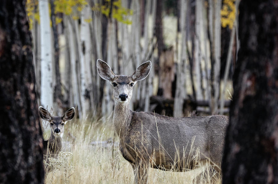 Mule Deer in the Fall Forest  Photograph by Saija Lehtonen