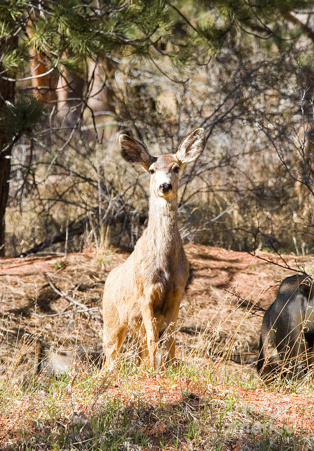 Mule Deer In The Pike National Forest Of Colorado Photograph