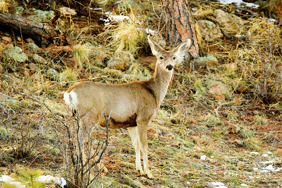 Mule Deer In The Pike National Forest Snow Photograph